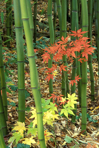red tree among green bamboo