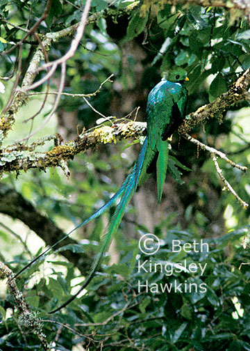 Resplendent Quetzal, Costa Rica