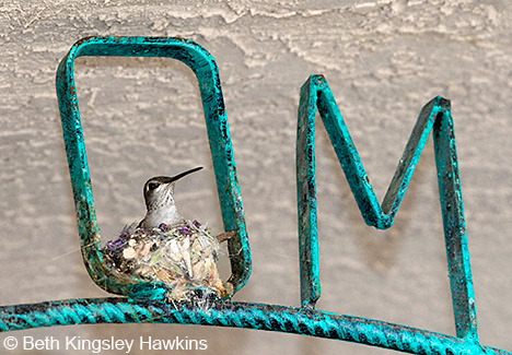 OM - Black-chinned Hummingbird nest in a WELCOME sign