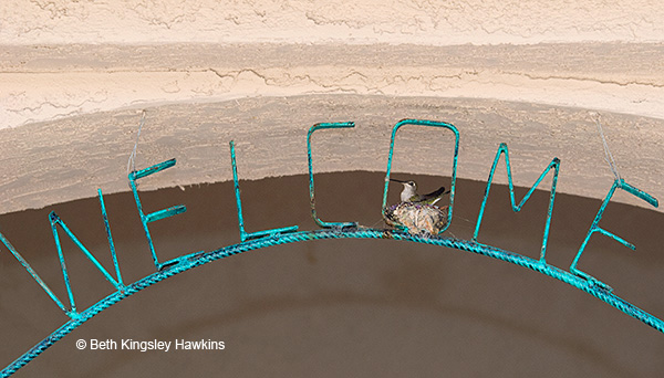 Black-chinned Hummingbird Nest in Welcome sign