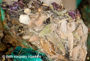Detail of nest of Black-chinned Hummingbird showing spider web, purple pansies, and camouflage