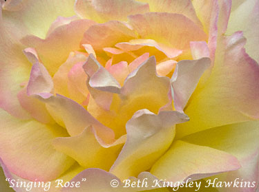 Singing Rose Beth Kingsley Hawkins France yellow