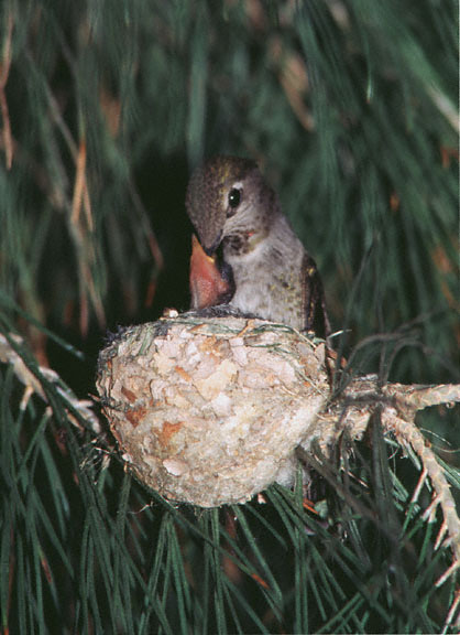 Image A5 - Hungry Baby