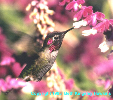 Anna's Hummingbird drinking from Salvia leucantha