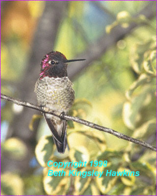Male Anna's Hummingbird with Rainbow Colors