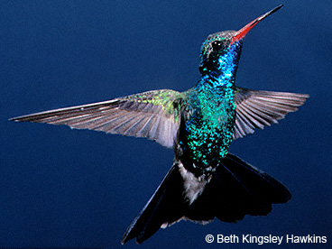 Dazzler Broad-billed Hummingbird