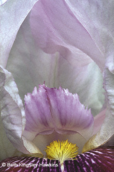 Divine Presence - Iris detail - Beth Kingsley Hawkins