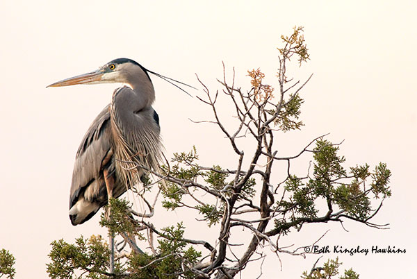 Great Blue Heron, Sedona, Arizona