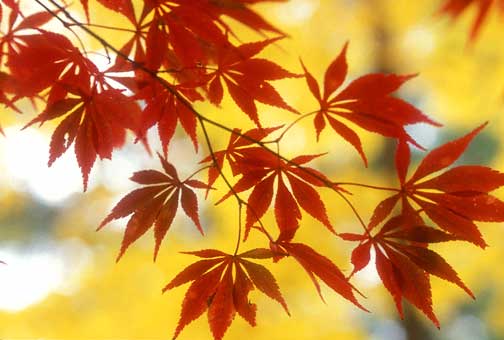 leaf pattern, red leaves against yellow background
