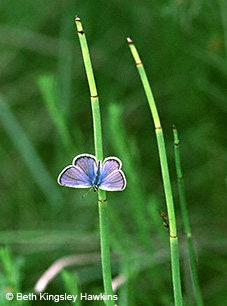 "Little Blue" Butterfly - Beth Kingsley Hawkins