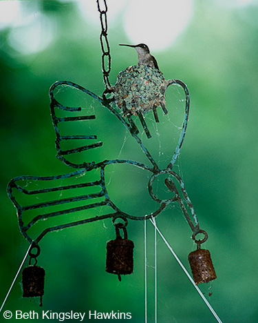 Ruby-throated Hummingbird nest in windchime