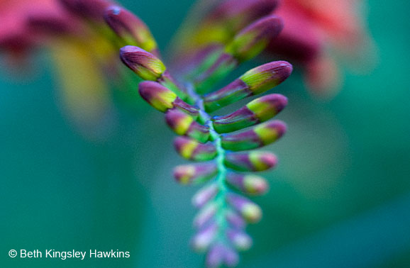 crocosmia in bud, Monet's Garden, Giverny France