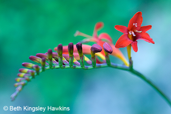 crocosmia in bloom in Monet's Garden, Giverny France