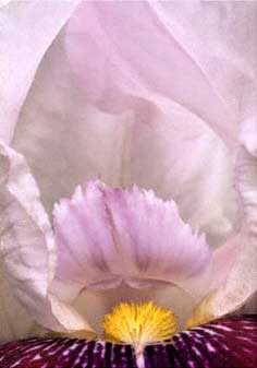 Iris close-up
