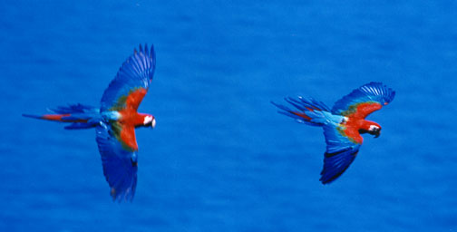 Macaws+in+flight