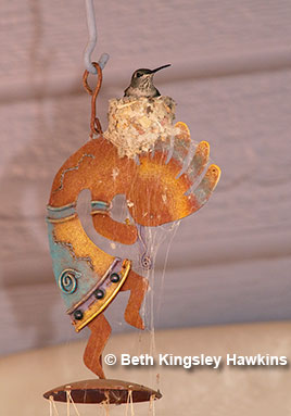 A black-chinned hummingbird built her nest in a covered patio, atop a Kokopelli wind chime; Sedona, Arizona