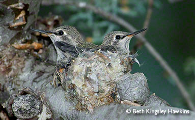 Anna's Hummingbird chicks in nest in Sedona, Arizona