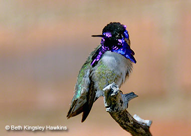 Adult male Costa's hummingbird; photo taken at the Desert Museum, Tucson, Arizona.