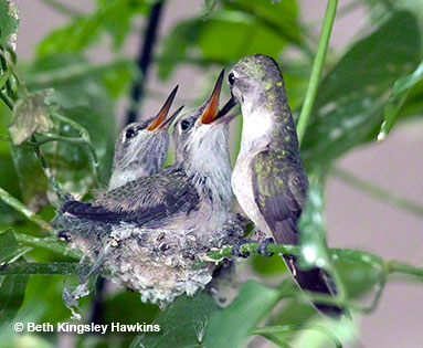 These two young Costa's hummingbird chicks are one day away from fledging. They are actually slightly larger than their mother--Nature's way of giving them a cushion as they learn to feed for themselves.