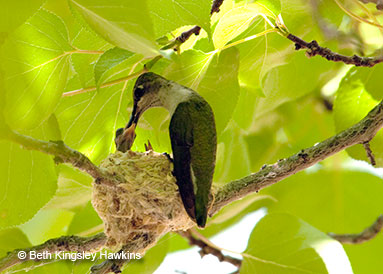 Black-chinned hummingbird nest in apricot tree, Sedona, Arizona