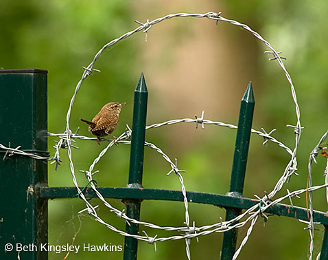 Winter wren on the edge of Monet's Garden encircled by barbed-wire