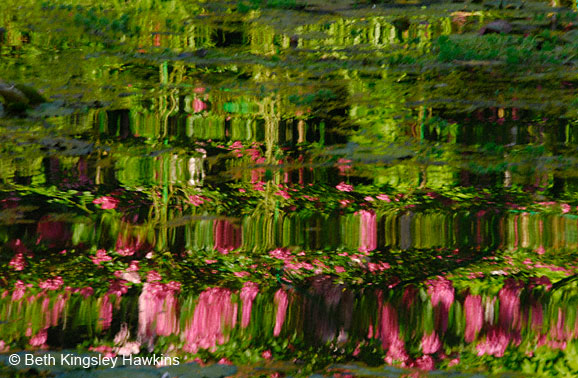 Reflection of red roses at Monet's Pond at Monet's Garden, Giverny France