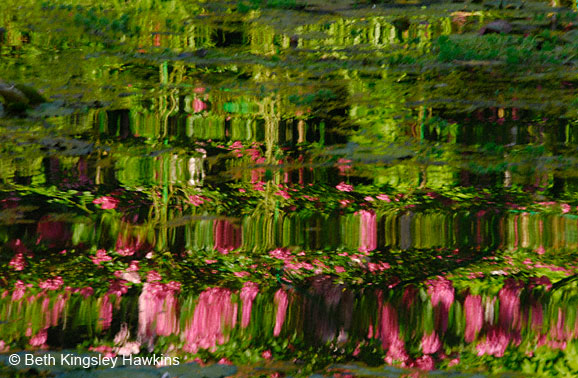 red+rose+reflection+1935+jpg