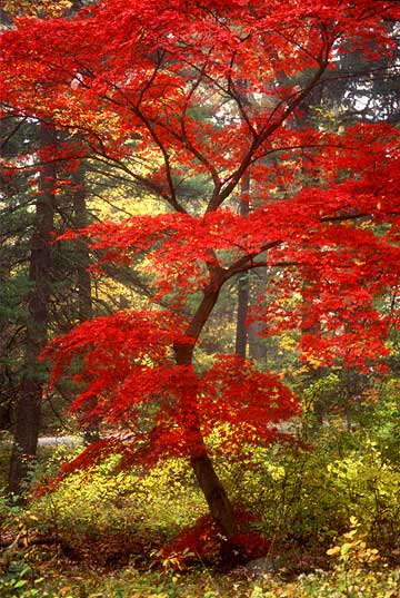 Japanese maple