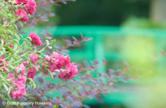 roses in front of Monet's famous Japanese bridge, Giverny France