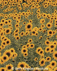 Sunflower Bear
