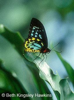 male Cairn's Birdwing Butterfly