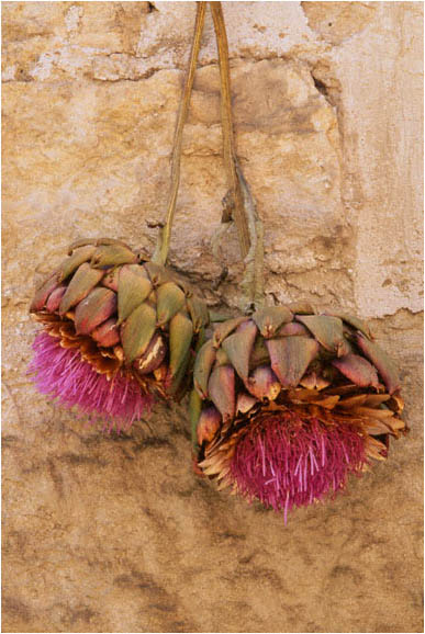 artichoke blossoms - Beth Kingsley Hawkins