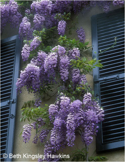 Wisteria