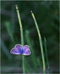 link to little blue butterfly image